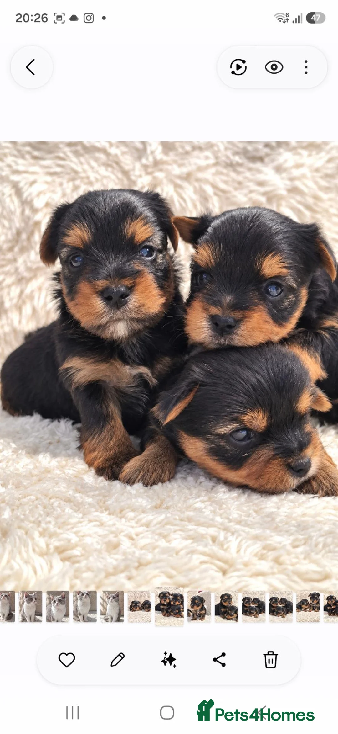 Yorkshire Terrier dogs for sale: Gorgeous boys! - Advert 14