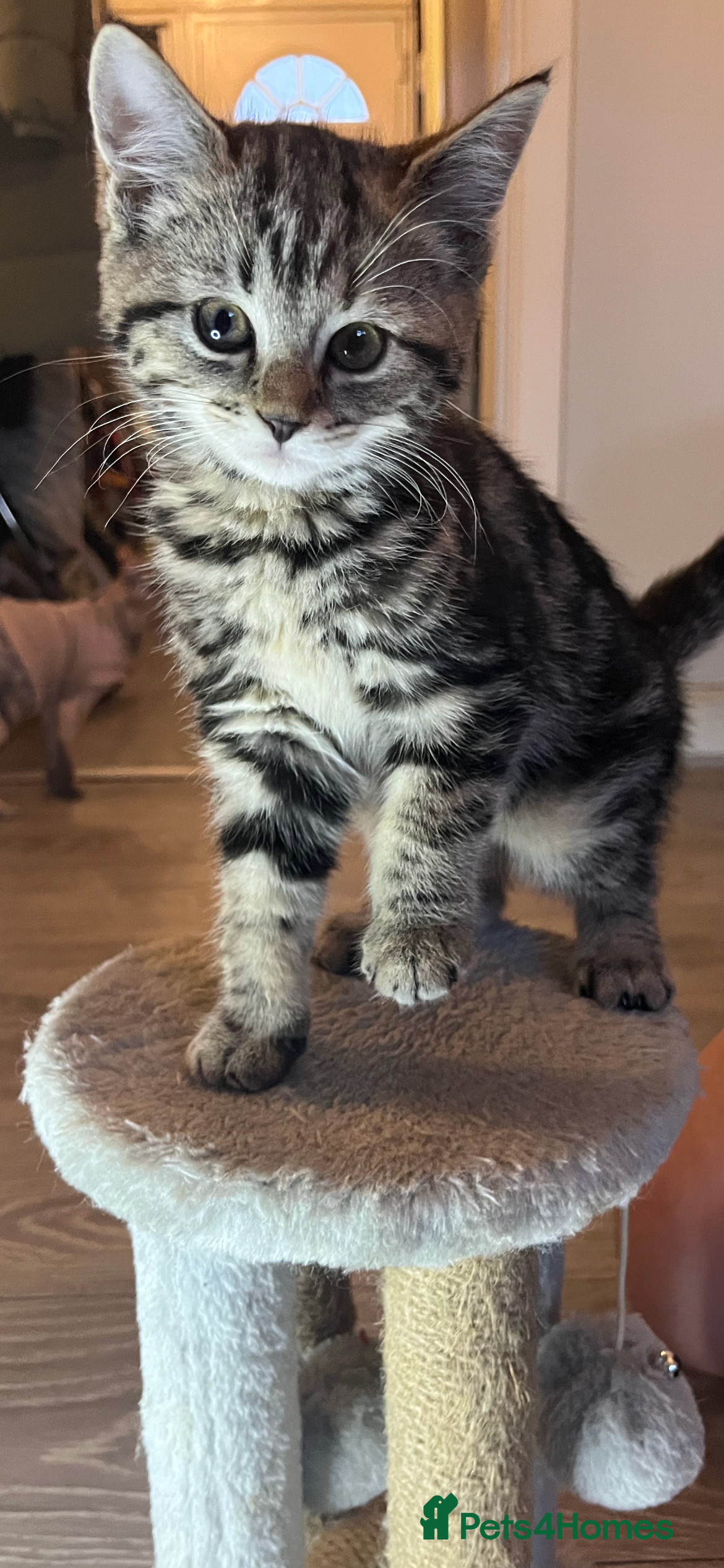 Mixed Breed cats Beautiful kittens  - Advert 13