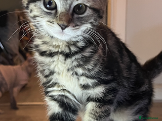 Mixed Breed cats Beautiful kittens - Advert 13