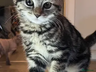 Mixed Breed cats Beautiful kittens - Advert 9