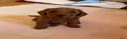 Cockapoo dogs for sale: STUNNING COCKAPOO PUPPYS EXTENSIVELY HEALTH TESTED - Advert 15