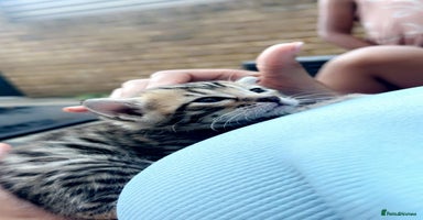 Bengal cats - Advert 3