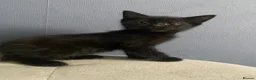 Mixed Breed cats for sale: Beautiful kittens  - Advert 9
