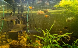Sharks fish for sale: Silver sharks - Image 2