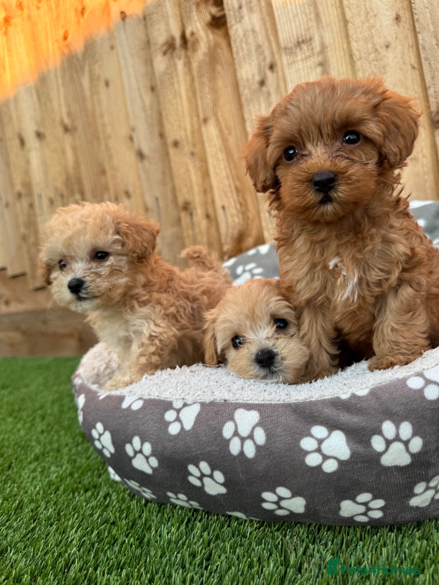 Cockapoo dogs 🐾 Adorable F1BB Teddy bear toy cockapoos 🐾 - Advert 1