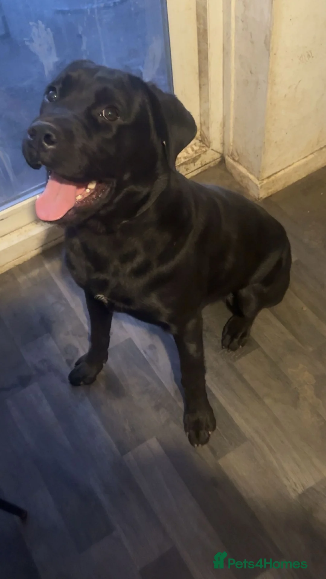 Mixed Breed dogs for sale: 12 month old DUKE - Advert 10
