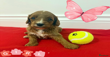 Cavapoo dogs - Advert 8