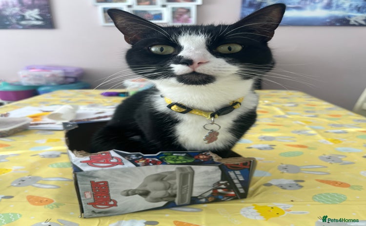 Domestic Shorthair cats - Advert 2