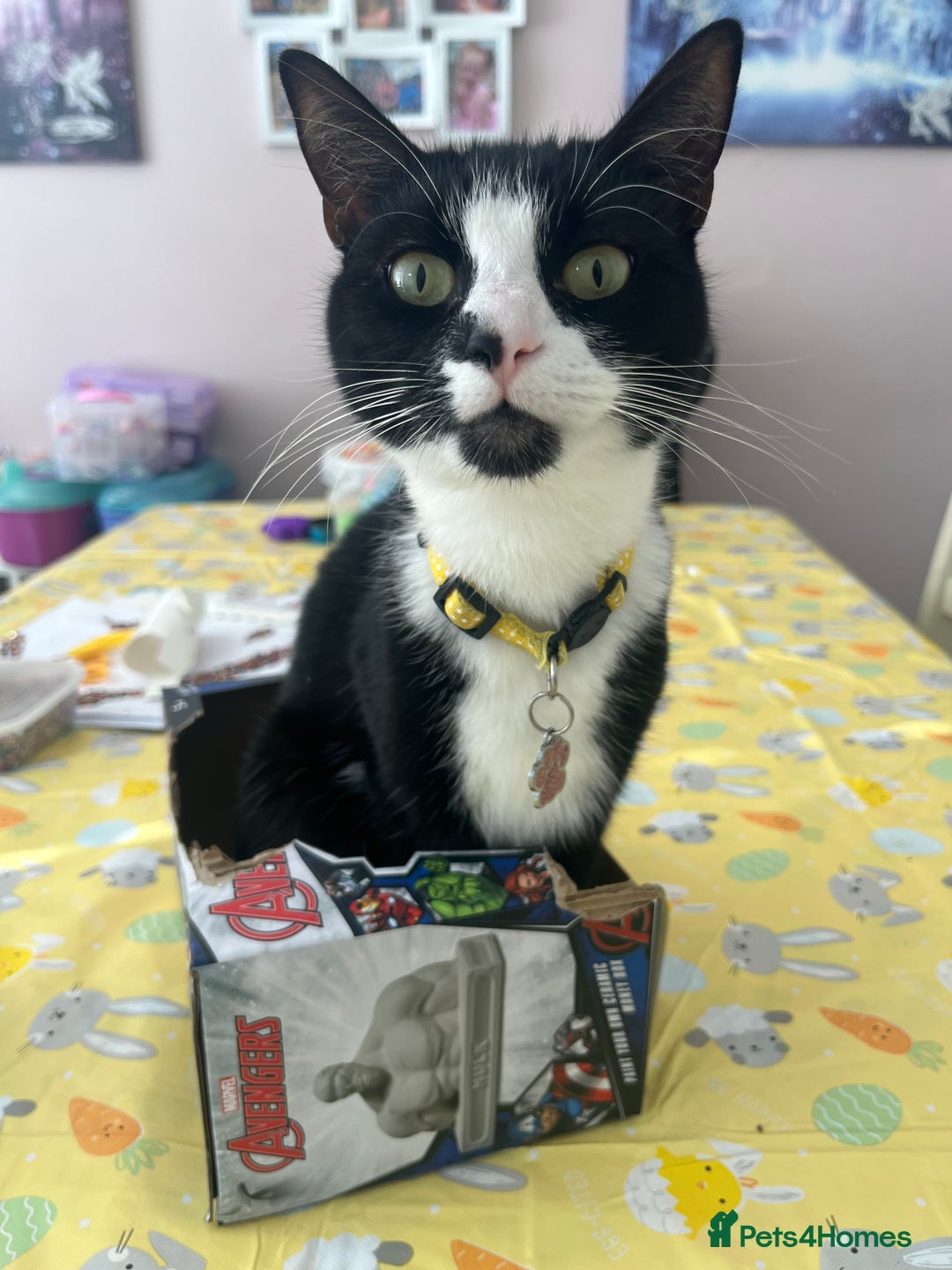 Domestic Shorthair cats for sale: Female cat  - Image 1