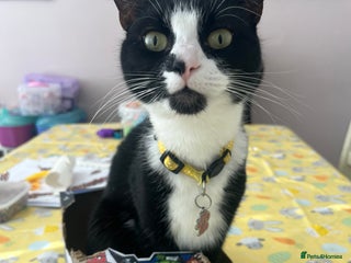 Domestic Shorthair cats for sale - Advert 1