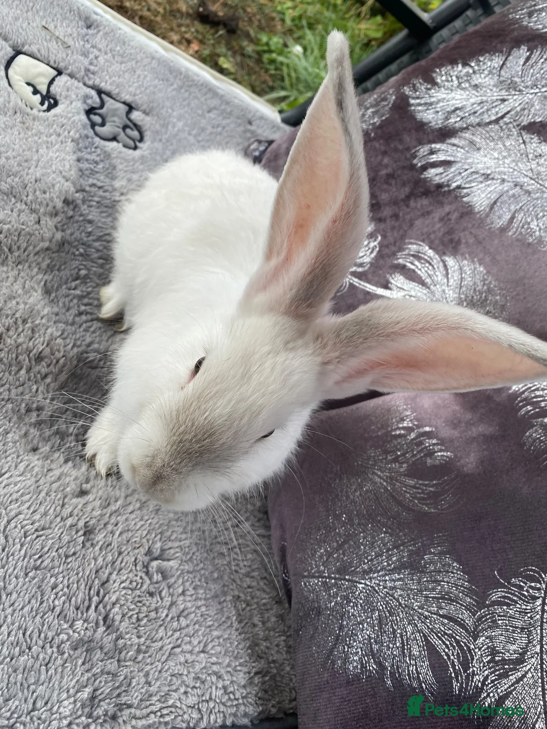 Continental Giant rabbits for sale: Continental Giants  - Advert 1