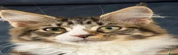 Maine Coon cats for sale: Gorgeous neutered 6 month old maine coon - Advert 3