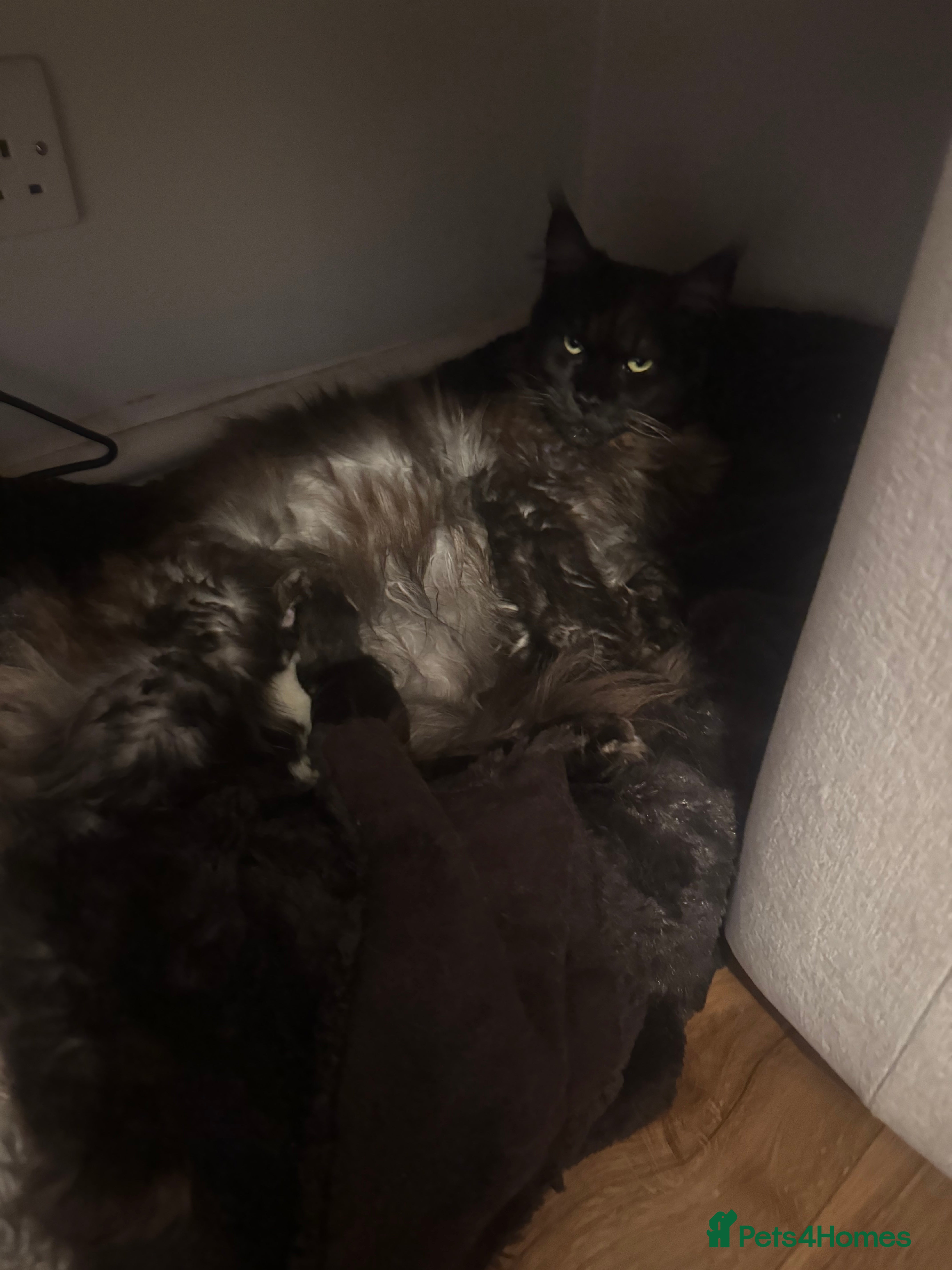 Mixed Breed cats Maincoon kittens - Advert 3