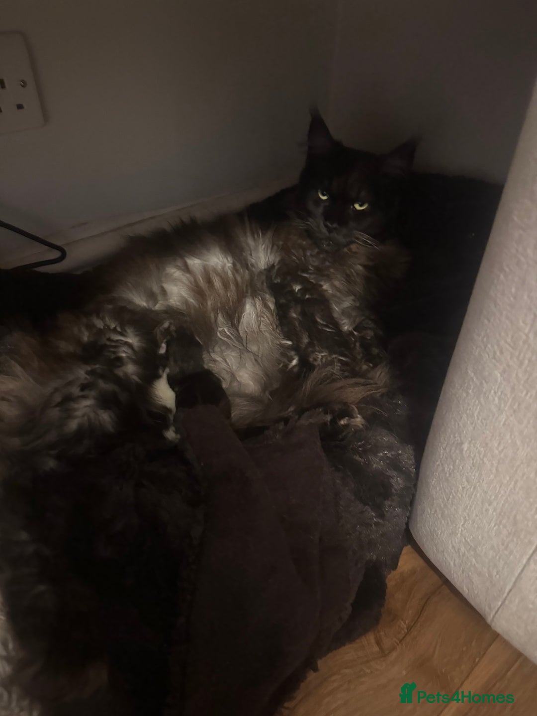 Mixed Breed cats for sale: Maincoon kittens - Advert 1