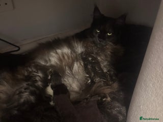 Mixed Breed cats Maincoon kittens - Advert 9