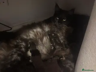 Mixed Breed cats Maincoon kittens - Advert 2