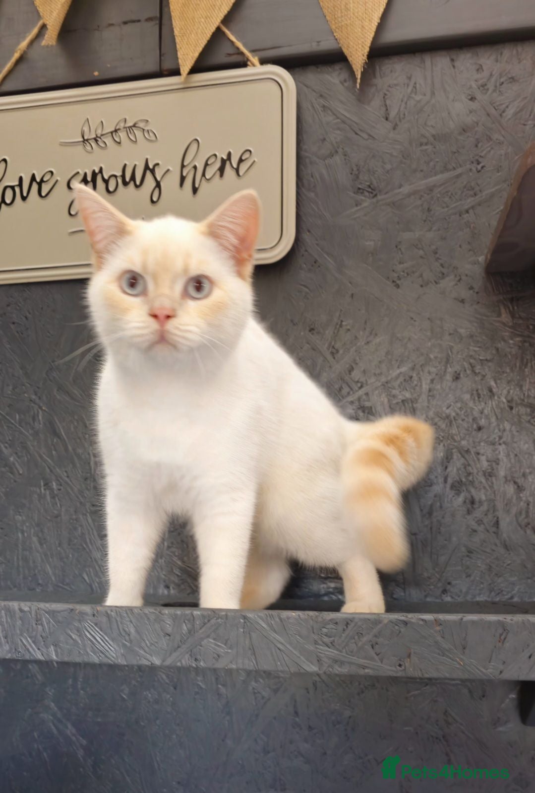 British Shorthair cats Gorgeous Cream Pointed Boy, gccf reg.  - Advert 11