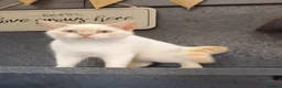 British Shorthair cats for sale: Gorgeous Cream Pointed Boy, gccf reg.  - Advert 1