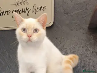 British Shorthair cats Gorgeous Cream Pointed Boy, gccf reg. - Advert 11