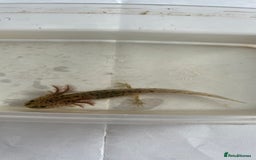 Axolotl reptiles for sale: Juvenile axolotls - Image 5