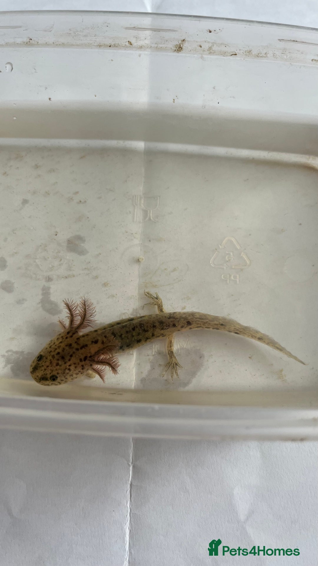 Axolotl reptiles for sale: Juvenile axolotls - Image 5
