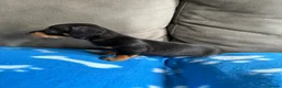 Dachshund dogs for sale: 4 playful dachshund pups  - Advert 5