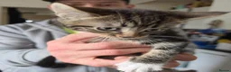 Mixed Breed cats for sale: Ragdoll x blue russian kittens - Advert 5