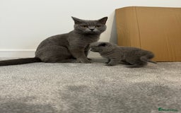 British Shorthair cats for sale: British Shorthair Male — experience needed! - Advert 1