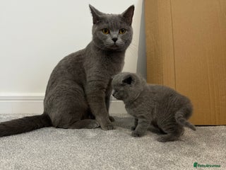 British Shorthair cats British Shorthair Male — experience needed! - Advert 1