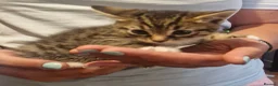 Mixed Breed cats for sale: 2 tabby girls and 1 ginger tabby boy kittens  in Abergele - Advert 2