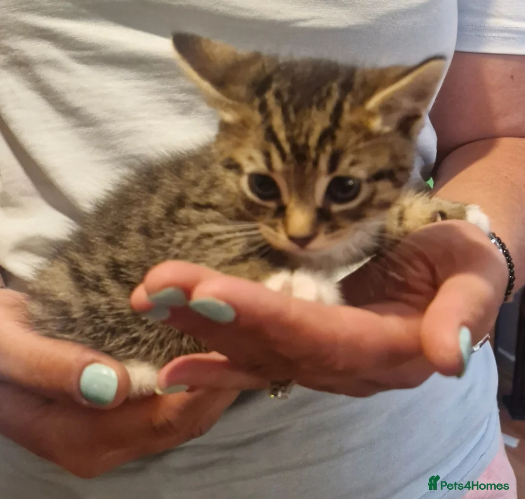 Mixed Breed cats for sale: 2 tabby girls and 1 ginger tabby boy kittens  in Abergele - Advert 2