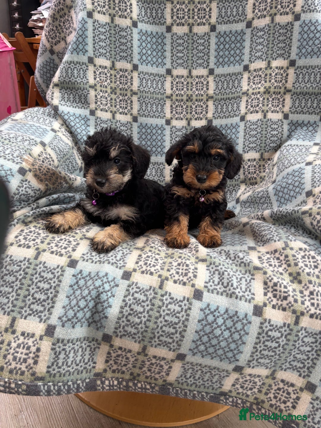 Mixed Breed dogs for sale: F1 MINI SCHNOODLE PUPPIES  - Image 6