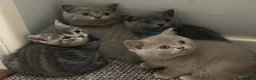 British Shorthair cats for sale: Beautiful British Shorthair kittens - Advert 21