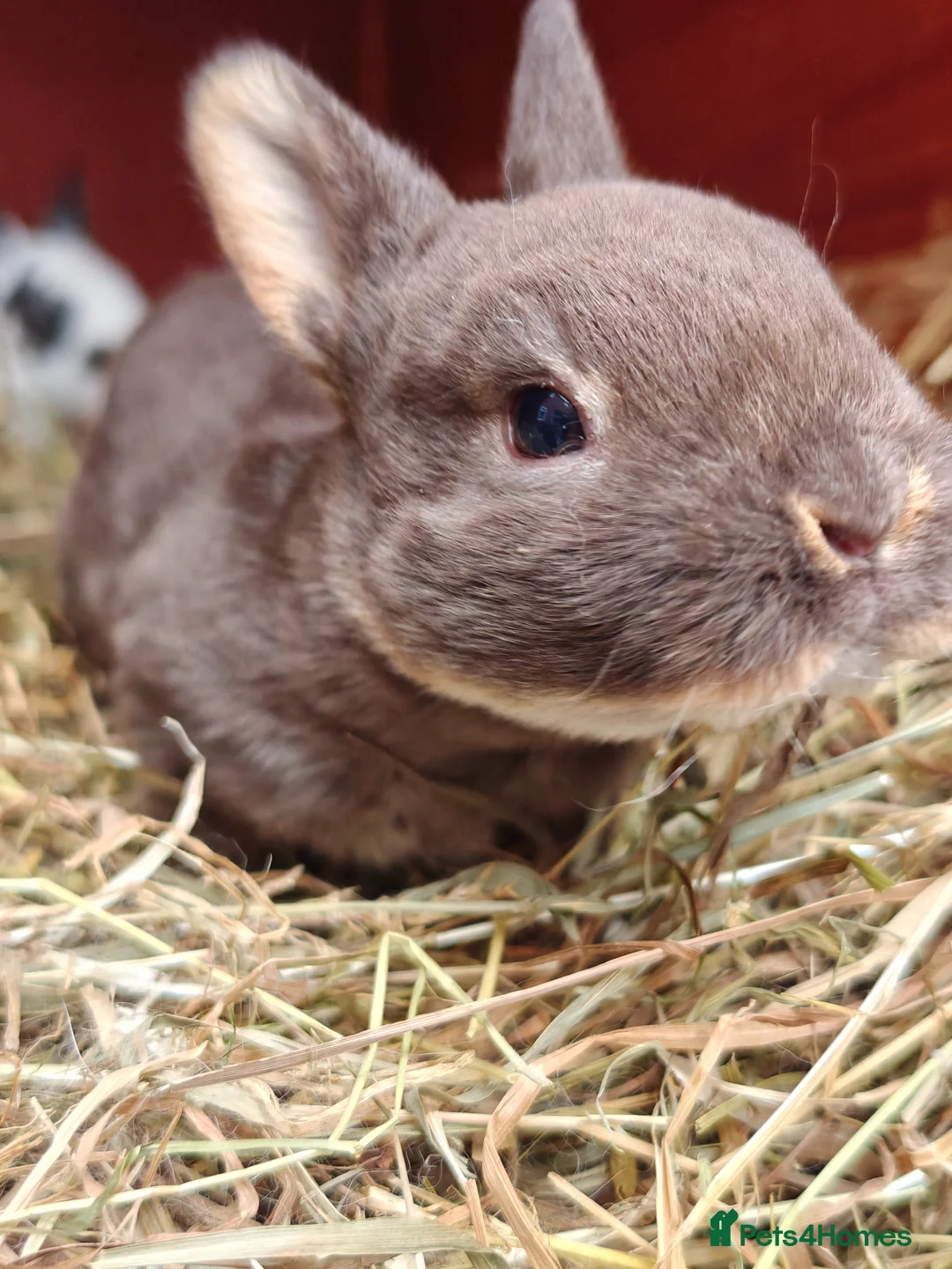 Rex rabbits for sale: Mini Rex Rabbits  - Advert 1