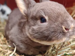 Rex rabbits Mini Rex Rabbits - Advert 6