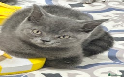 British Shorthair cats for sale: British shorthair kittens  - Image 3