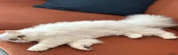 Persian cats for sale: Beautiful Silver Tipped Persian Chinchilla Girl in Leeds - Advert 3