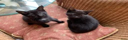 Mixed Breed cats for sale: 6 x beautiful kittens looking for their new home - Advert 8