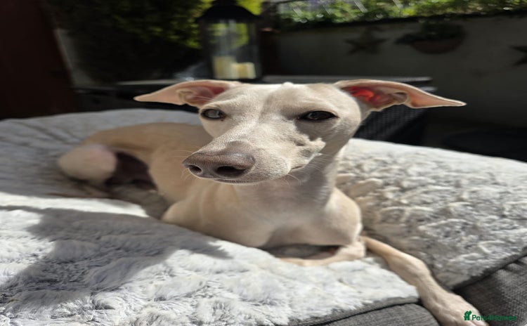 Italian Greyhound dogs in Bristol - Advert 1