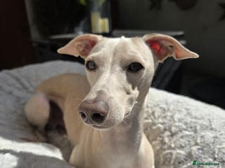 Italian Greyhound dogs KC registred Italian Greyhound proven for studding in Bristol - Advert 2