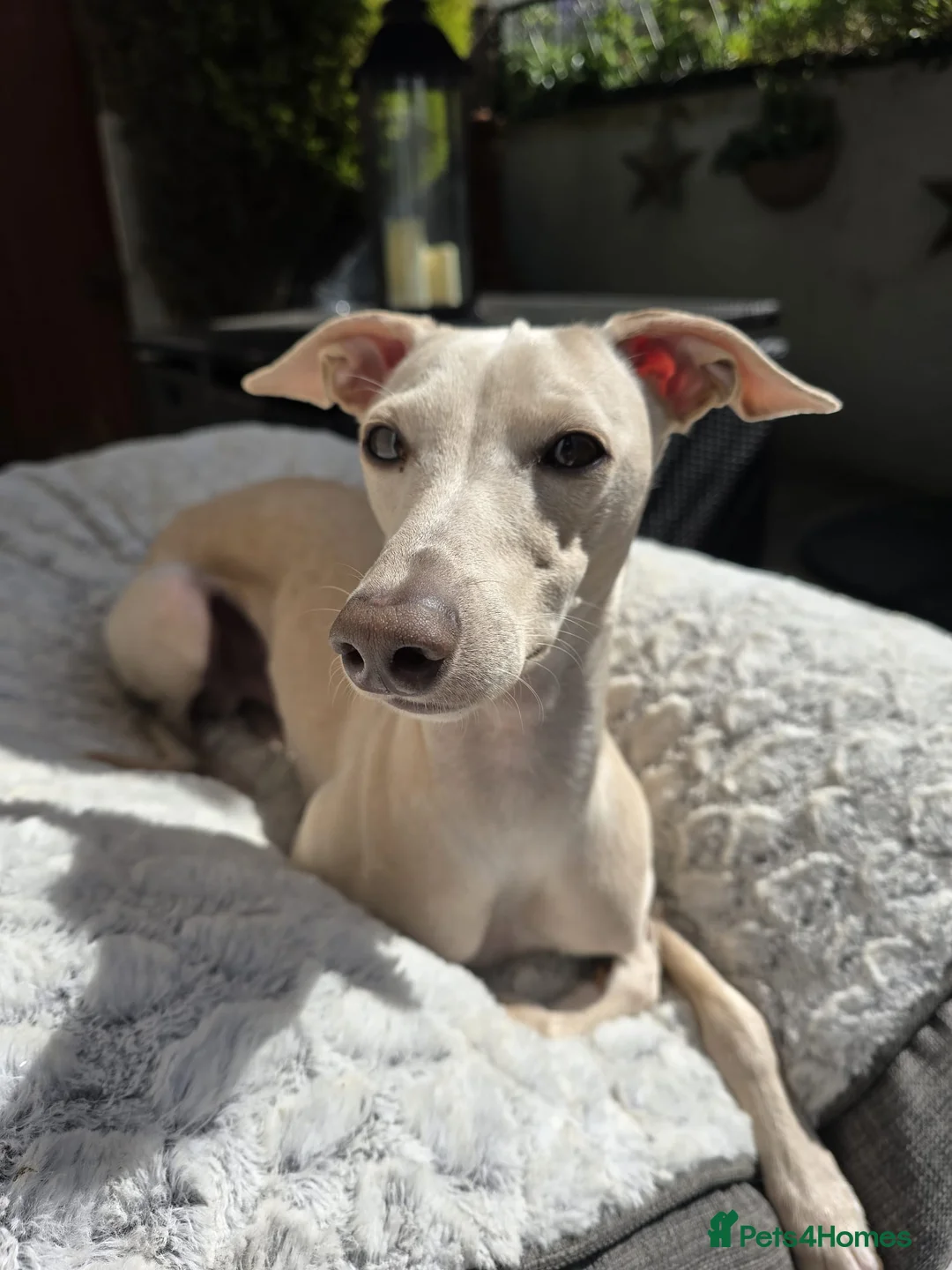 Italian Greyhound dogs for stud: KC registred Italian Greyhound proven for studding in Bristol - Advert 1