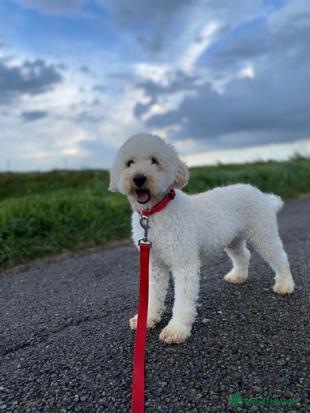 Miniature Poodle dogs for sale: Stormzy has Retired 💙 - Advert 2