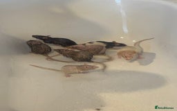 Rat rodents for sale: 7 female rats - Advert 2