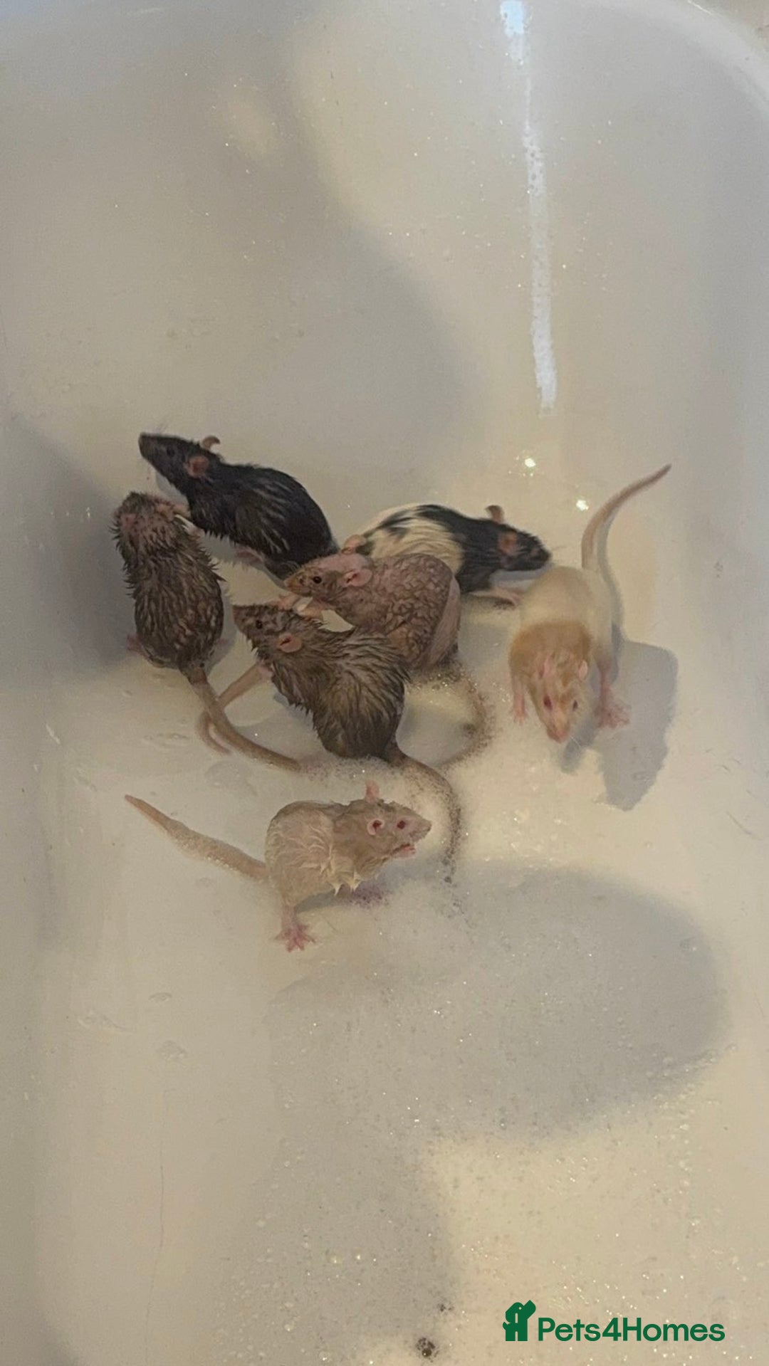 Rat rodents for sale: 7 female rats - Advert 2