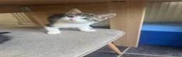 Mixed Breed cats for sale: 3 beautiful kittens ready for homes this weekend  in Liverpool - Advert 7