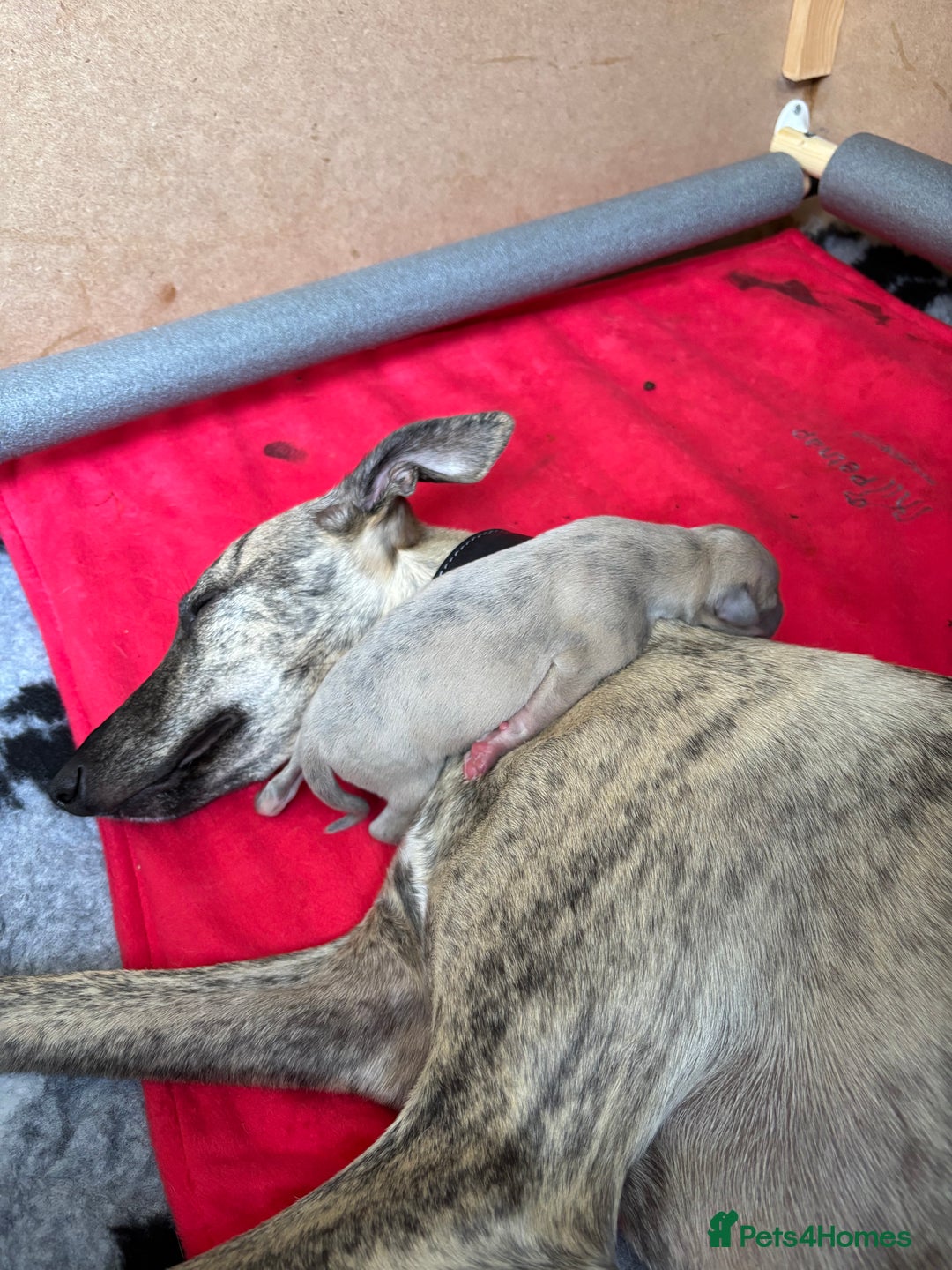 Whippet dogs for sale: Adorable KC reg Whippet puppies 🩷💙 - Image 14