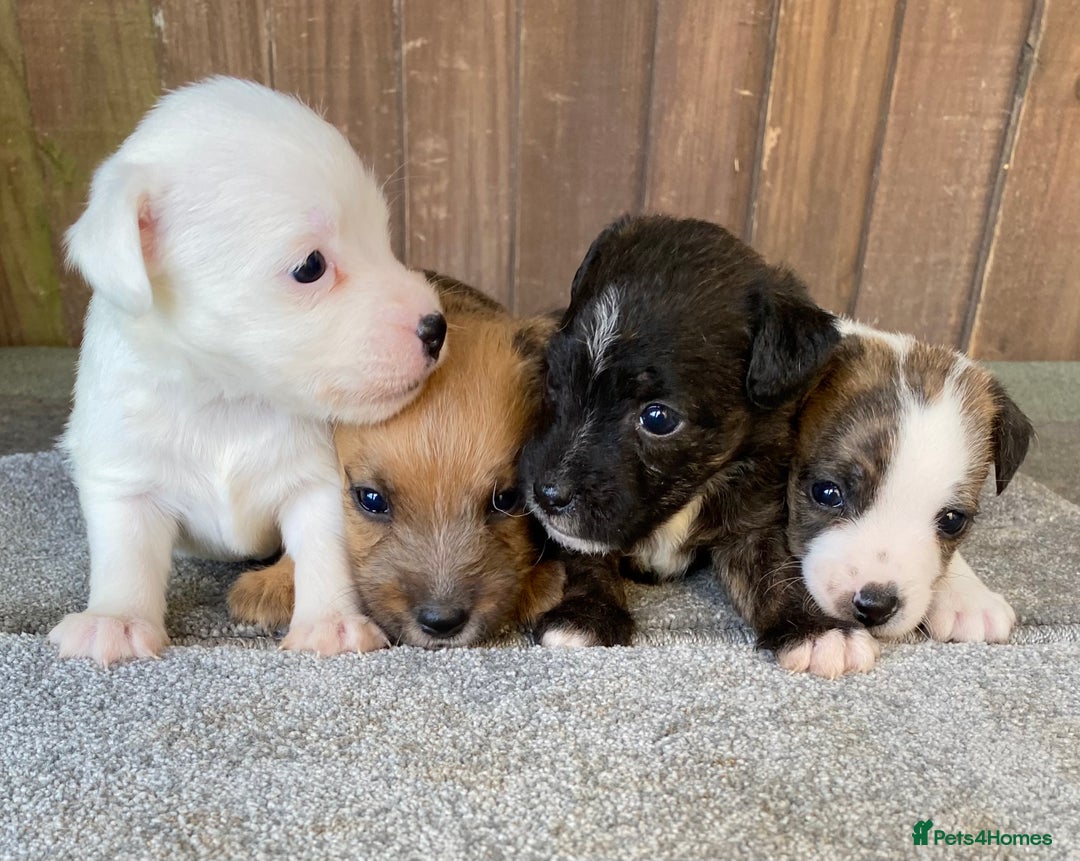 Jack Russell dogs for sale:  **  JACK RUSSELL PUPPIES - READY TO GO - Advert 12
