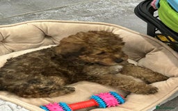 Poochon dogs for sale: Poochon male puppies  - Image 17
