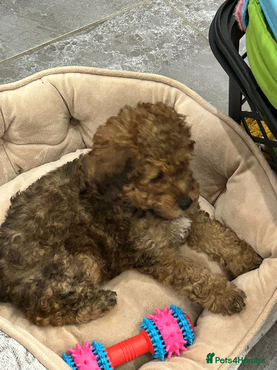 Poochon dogs for sale: Poochon male puppies  - Image 17