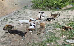 Mixed Breed dogs for sale: Mixed breed - Image 11